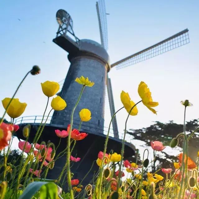 Les tulipes fleurissent sous l'un des célèbres moulins à vent du Golden Gate Park.